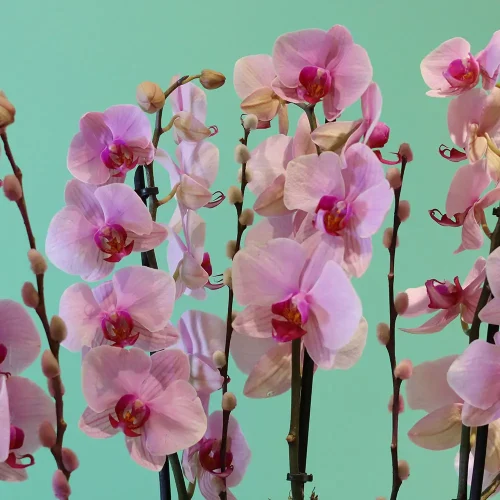 Pink Solo-1(بينك سولو-1)