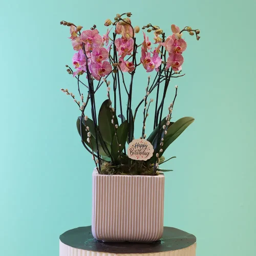 Shining Orchids-2(شينينج أركيد-2)