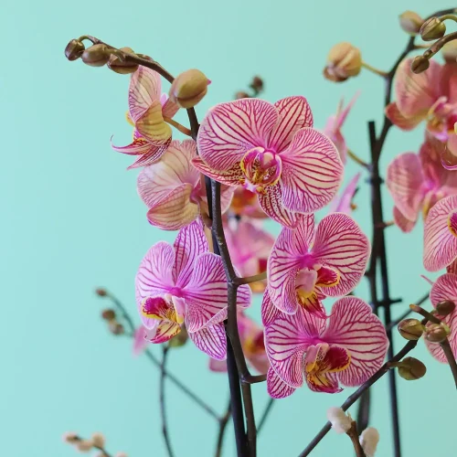 Shining Orchids-2(شينينج أركيد-2)