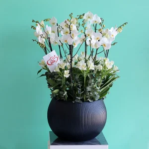 Bloom White(بلوم وايت)