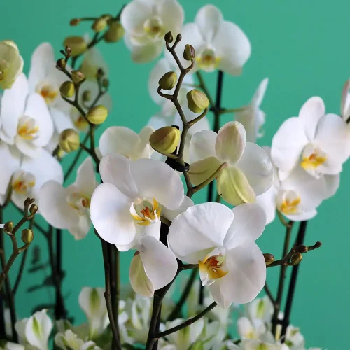 Bloom White(بلوم وايت)