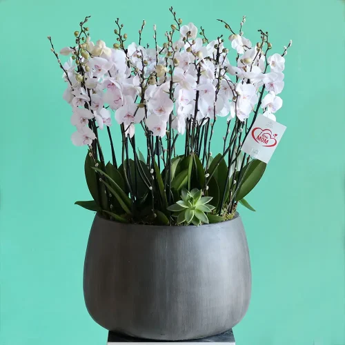 Pink for Mom(بينك فور مم)