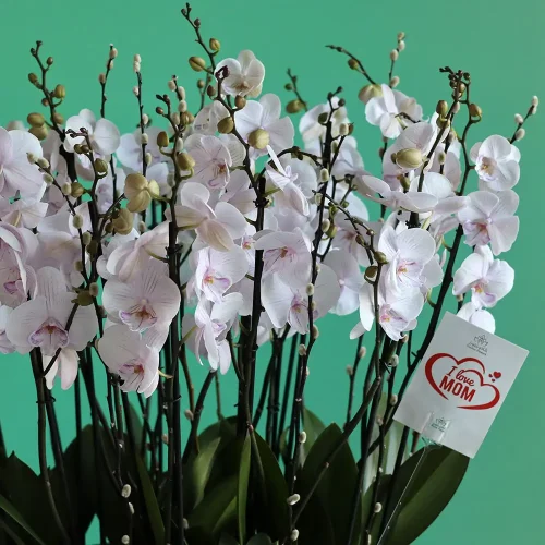 Pink for Mom(بينك فور مم)