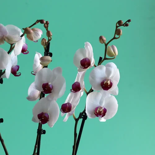 Perfect Arrange(الترتيب المثالي)