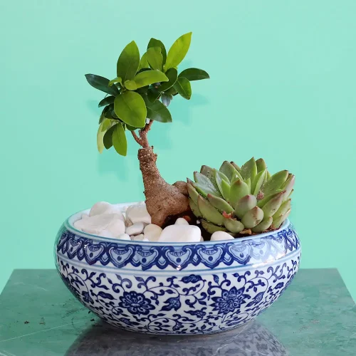 Love in Bonsai-2(لف إن بنسي-2)