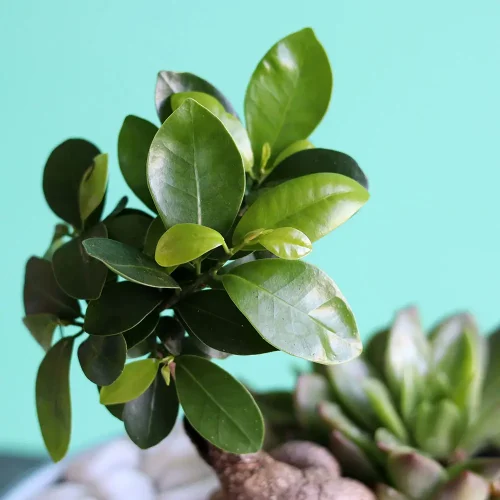 Love in Bonsai-2(لف إن بنسي-2)