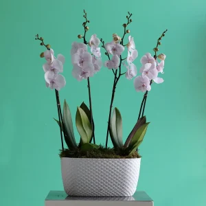 Elegance Arranged (ترتيب الأناقة)