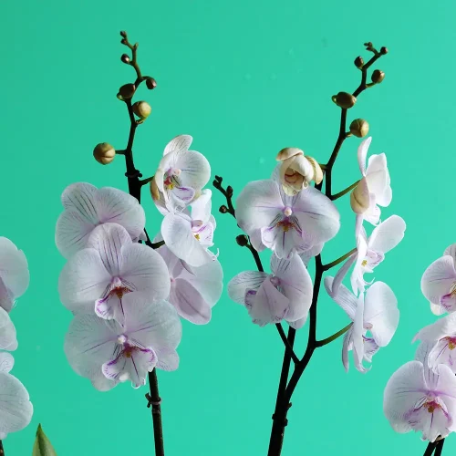 Elegance Arranged (ترتيب الأناقة)