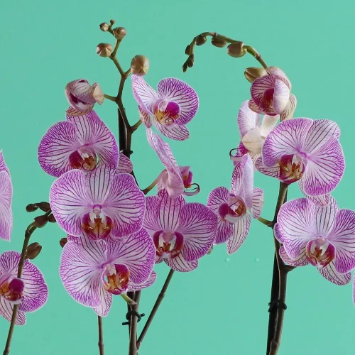 Elegance Arranged-1(ترتيب الأناقة-1)