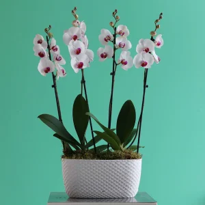 Elegance Arranged-2(ترتيب الأناقة-2)