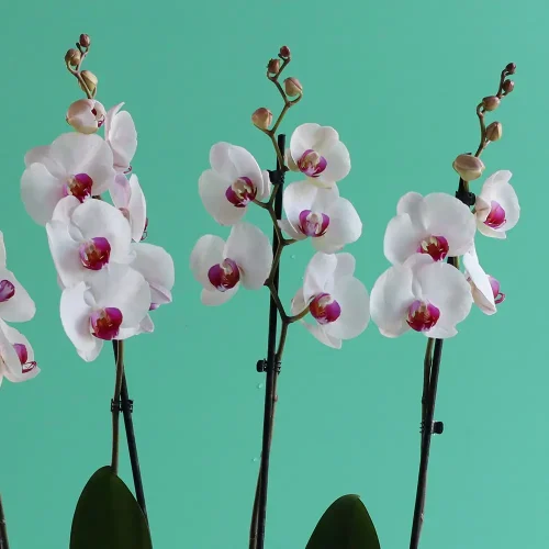 Elegance Arranged-2(ترتيب الأناقة-2)