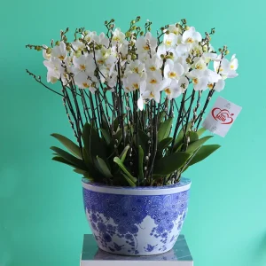 Emperor Orchids (الأوركيد الإمبراطور)