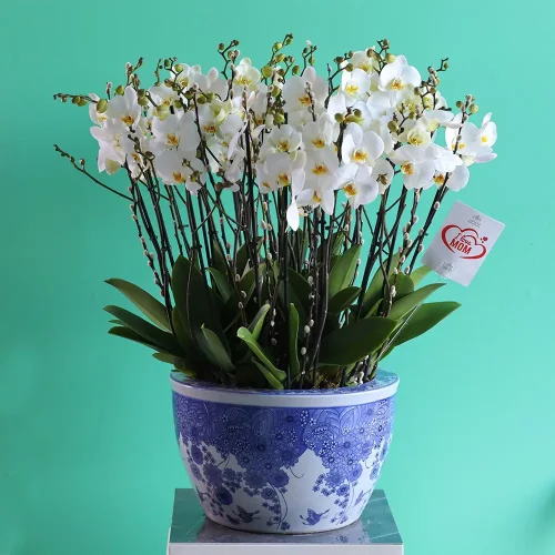 Emperor Orchids (الأوركيد الإمبراطور)