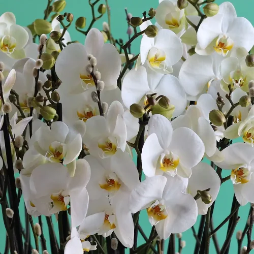 Emperor Orchids (الأوركيد الإمبراطور)