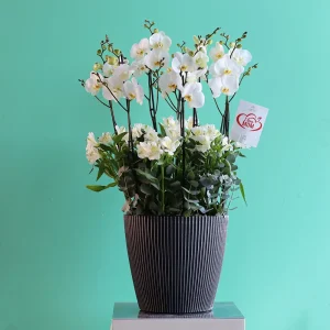 Bloom White-1(بلوم وايت-1)