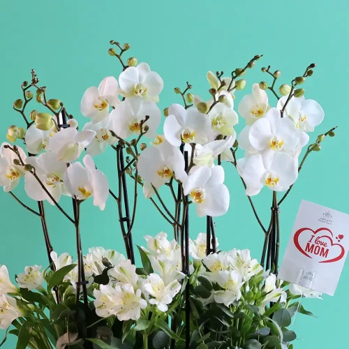 Bloom White-1(بلوم وايت-1)