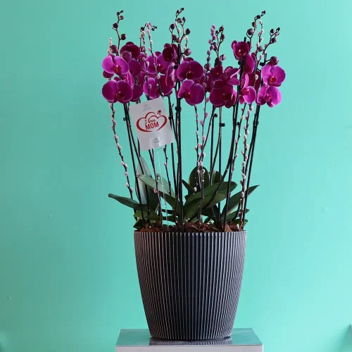 Bloom Purple(بلوم بيربل)