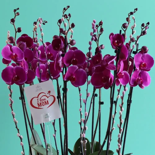 Bloom Purple(بلوم بيربل)