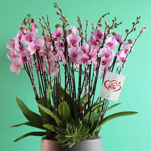 Forever Mom(أمي للأبد)