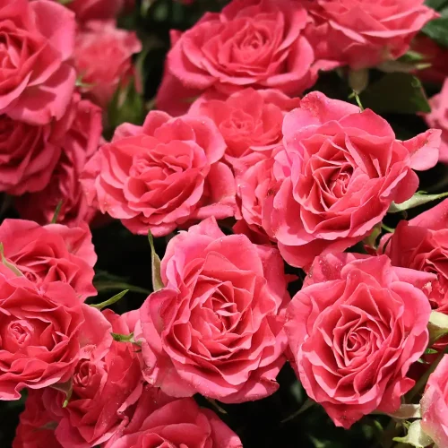 Pink round bouquets-2(باقات مستديرة وردية-2)