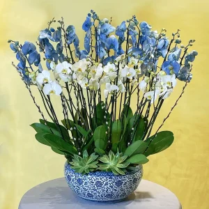 Original Orchids(الأوركيد الأصلية)