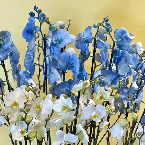 Original Orchids(الأوركيد الأصلية)