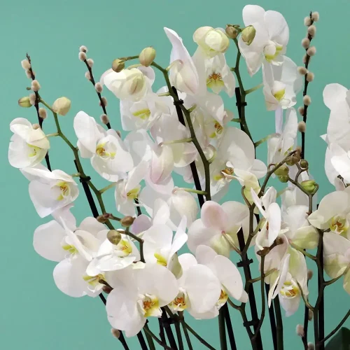 Happy Mom(أمي السعيدة)