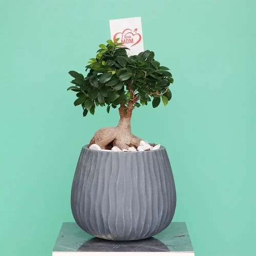 Bonsai shadow-1(بونساي شادو-1)