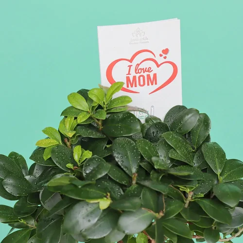 Bonsai shadow-1(بونساي شادو-1)