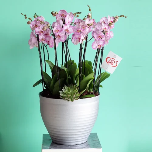 Beautiful Orchids(الأوركيد الجميلة)