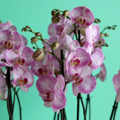 Beautiful Orchids(الأوركيد الجميلة)