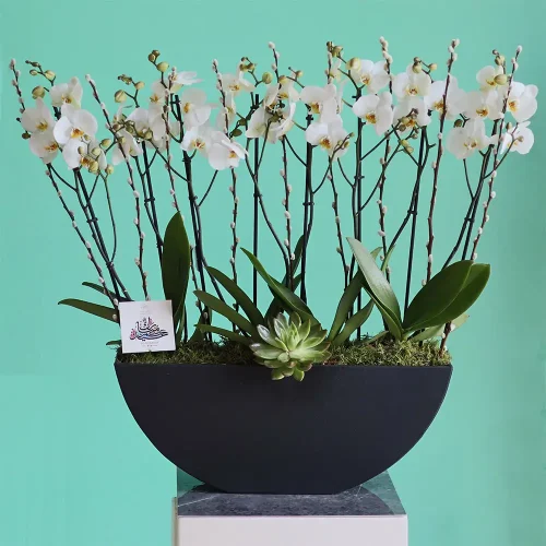 Cool Orchid(كول أركيد)