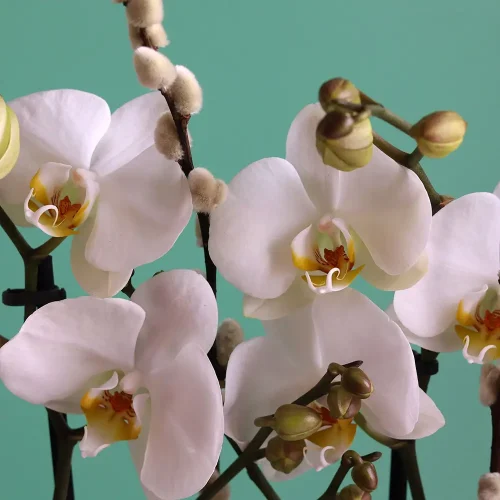 Cool Orchid(كول أركيد)