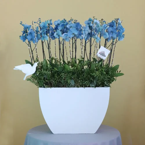 Sky Blue Orchid-1(اوركيد السماء الزرقاء-1)