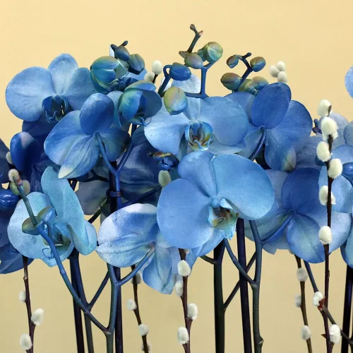 Sky Blue Orchid-1(اوركيد السماء الزرقاء-1)