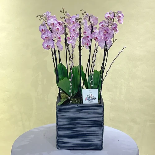 Elegance Orchid(الأوركيد الأنيق)