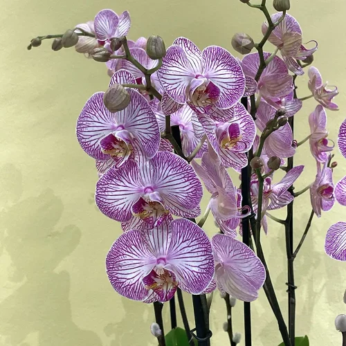 Elegance Orchid(الأوركيد الأنيق)