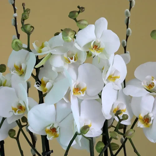 SF Moon-1(إس إف مون-1)