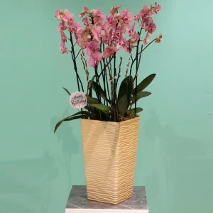 More Happy(أكثر سعادة)