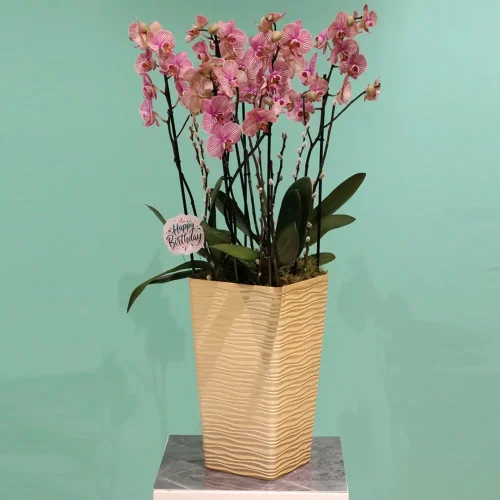 More Happy(أكثر سعادة)