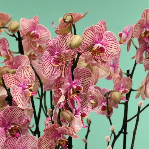 More Happy(أكثر سعادة)