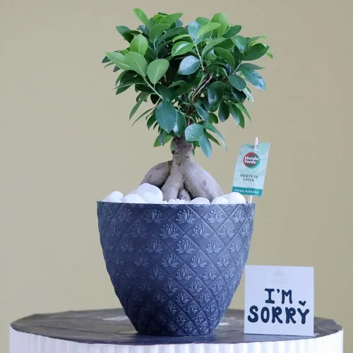Fancy Bonsai(يتوهم بونساي)