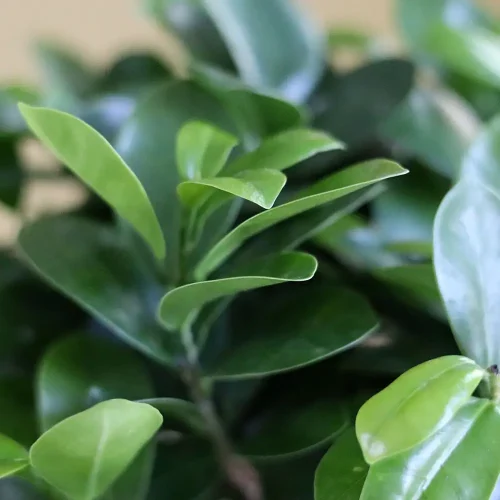 Fancy Bonsai(يتوهم بونساي)