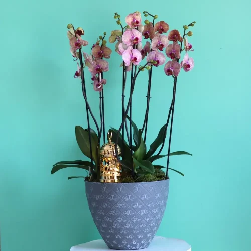 Golden Leapord Orchids(زهرة النمر الذهبي)