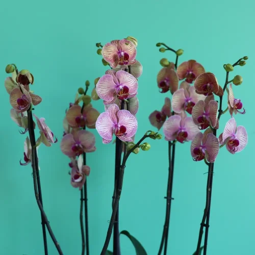 Golden Leapord Orchids(زهرة النمر الذهبي)
