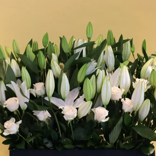 Casablanca White(كازبلانكا البيضاء)