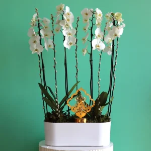 White Orchids Star(نجمة الأوركيد البيضاء)