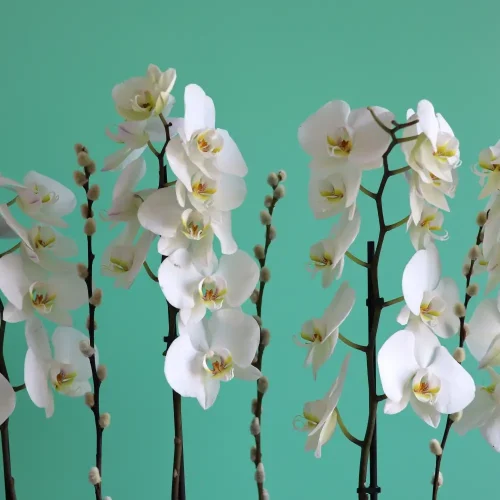White Orchids Star(نجمة الأوركيد البيضاء)