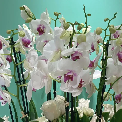 Red Lips with Rose-1(شفايف حمراء مع ورد-1)