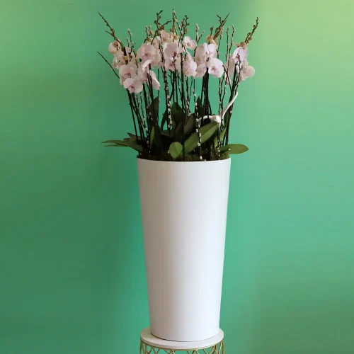 Minaret Orchid (مئذنة أوركيد)